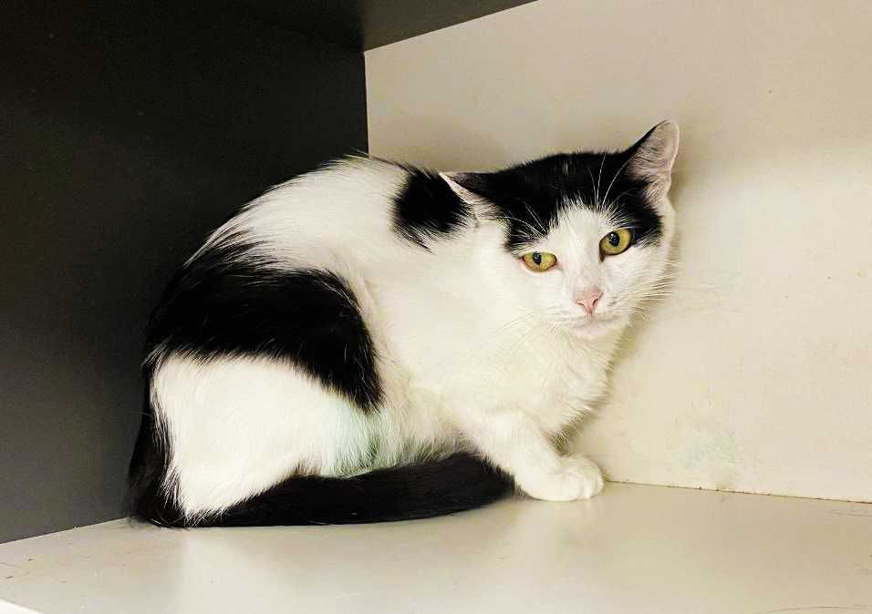 Кішка, кішечка, красунечка Брошка (1 р.) – в пошуках сім'ї!