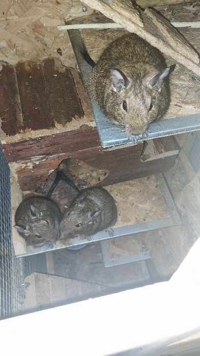 sprzedam 3 koszatniczki z dużą klatką