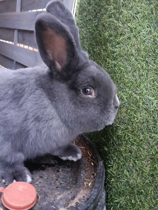 Królik niebieski wiedeński