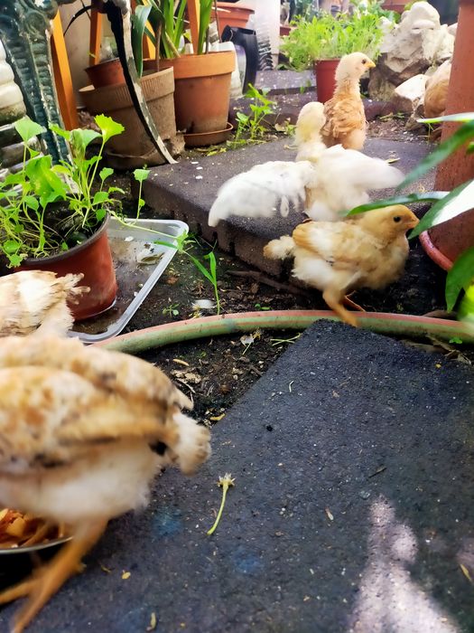 Vendo pintos alimentados com alimentação biológica