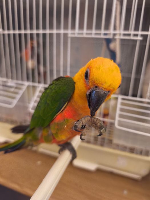 Ave Jandaia criada à mão