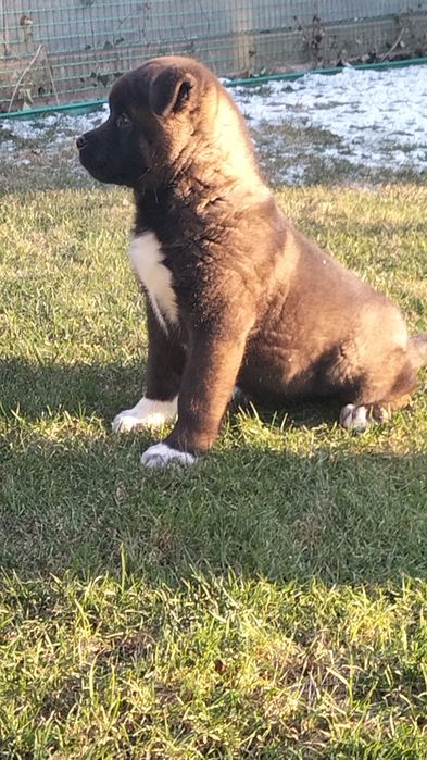 Щенята Акіти КСУ