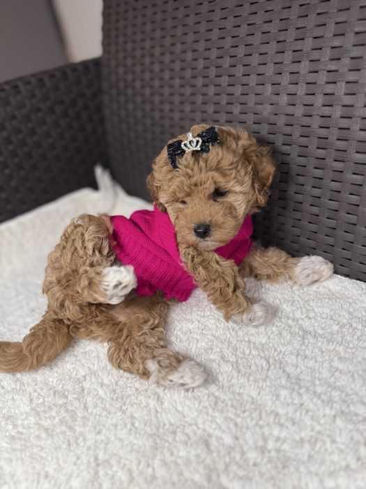 Маленькі милі мальтіпу