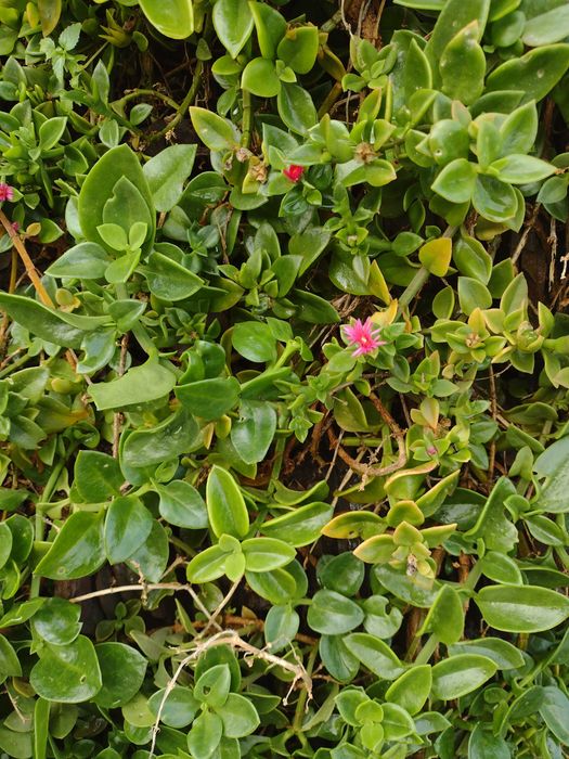 Plantas Suculentas Diversas