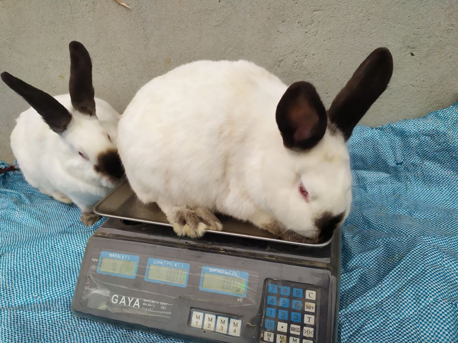 Продаю кролі каліфорнія