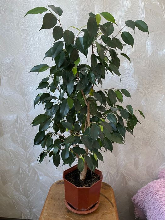 Фикус бенжамино продам