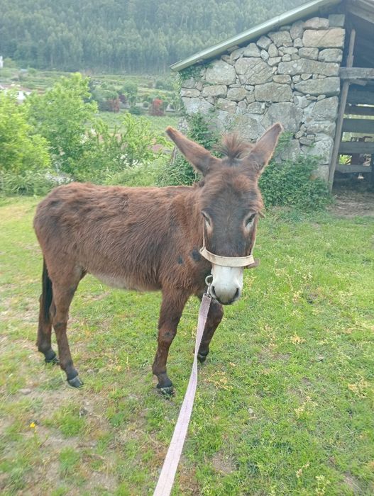 Vende se Burro 3 anos