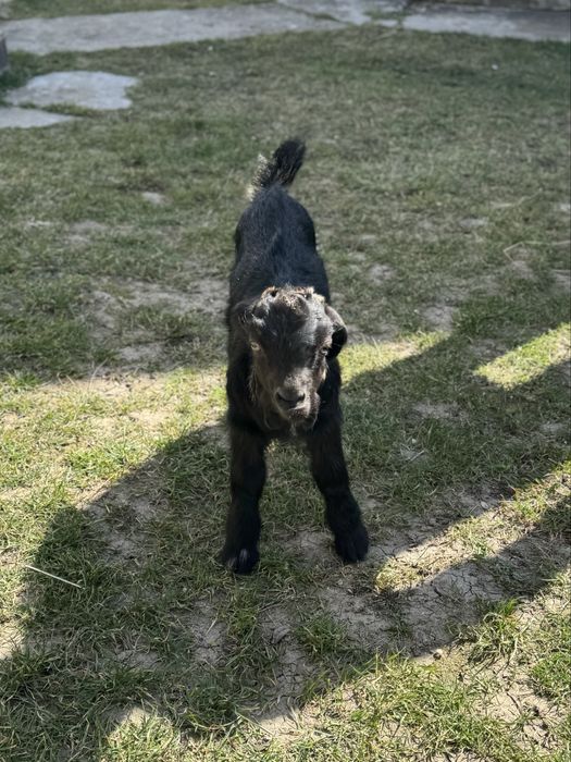 Козлик занівсько-нубійський шукає родину