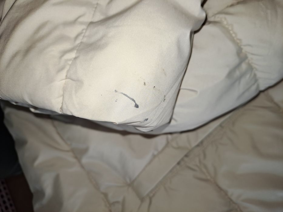 Kispo bege Springfield