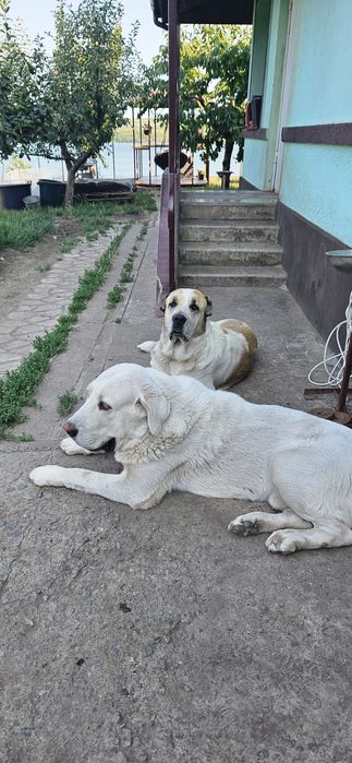 Віддам алабая азіатська вівчарка