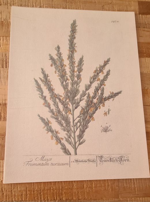 Vendo conjunto de gravuras.