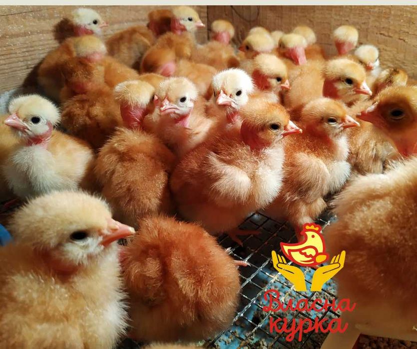 Курчата, несучки, бройлери, Індики Біг 6