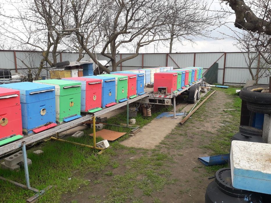 Продам кочову пасіку.