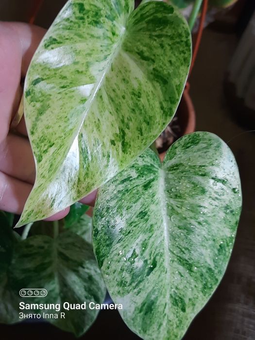Philodendron Gigantelum var
