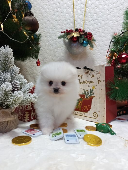 Мальчики - Померанский шпиц.