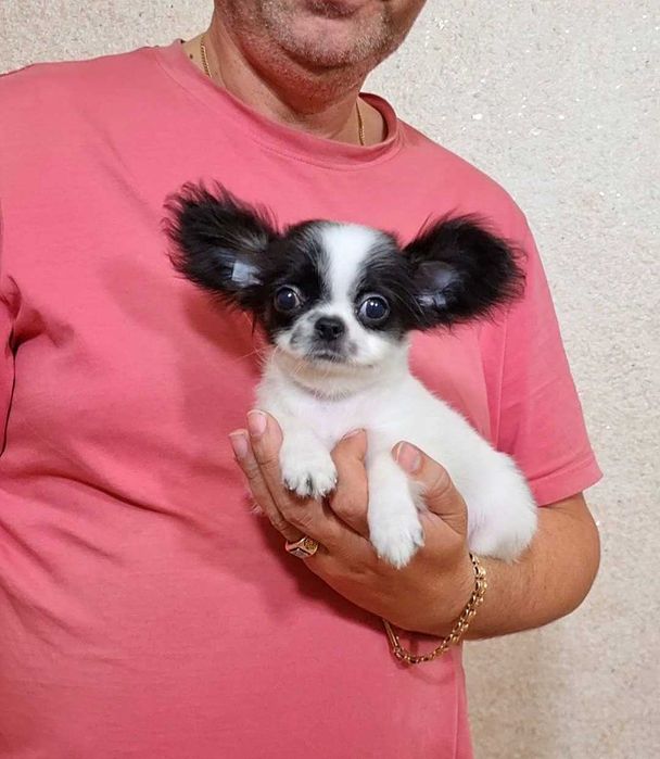 Справжній красуньчик