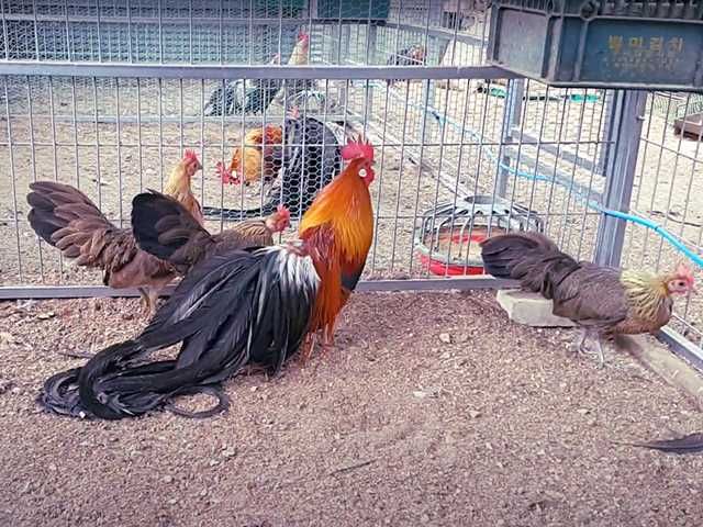 Яйце на інкубацію. Курчат. Фенікс - золото, срібло.