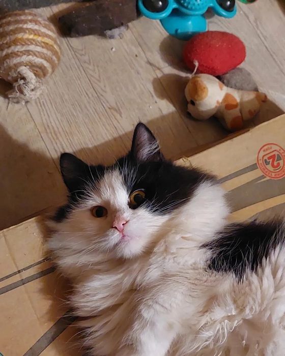 Отдам даром в добрые руки пушистую черно-белую кошечку