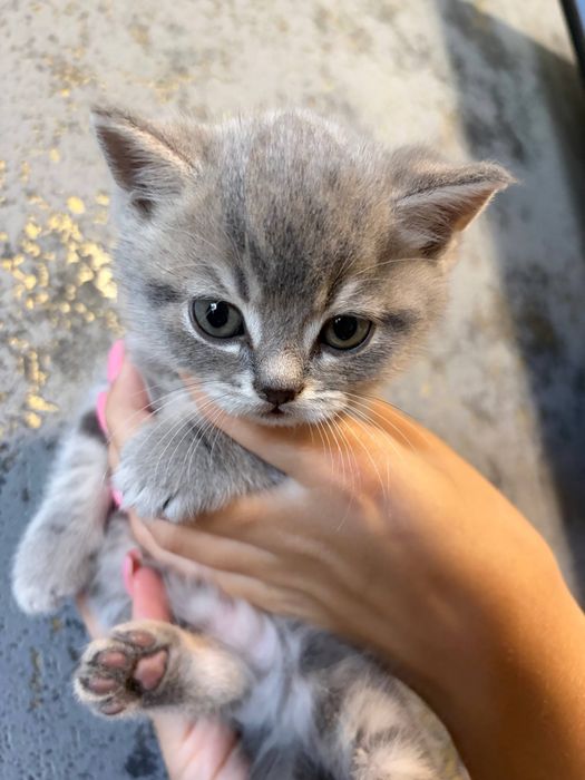 Шотландські кошенята