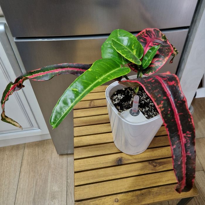 Кротон Sagittarius/Стрілець/ живець з домашньої колекції