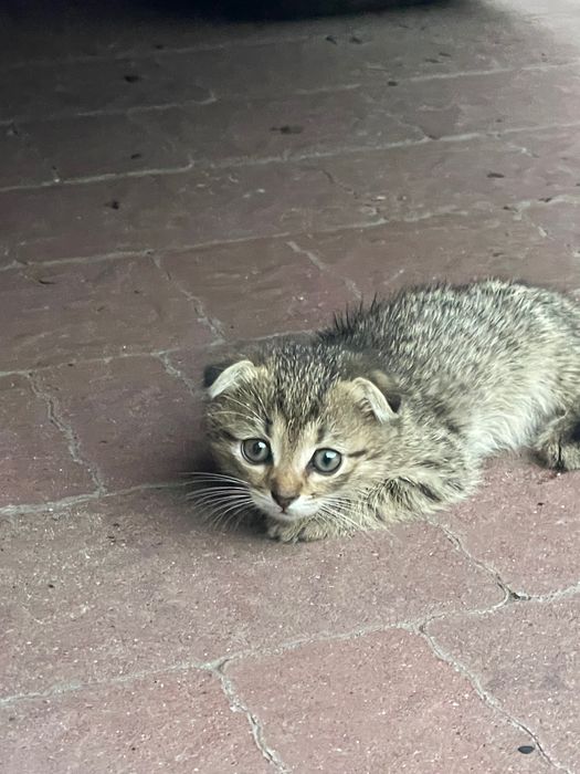 Котенята британські