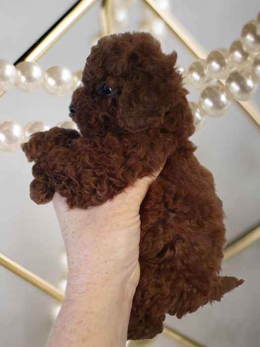 Хлопчик той пудель red brown
