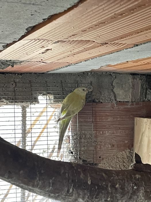 Red rumped macho e fêmeas