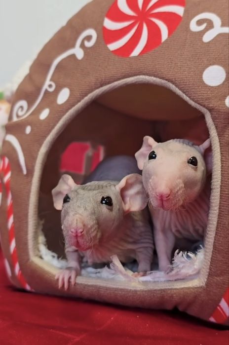 Очаровательные крыски сфинксы