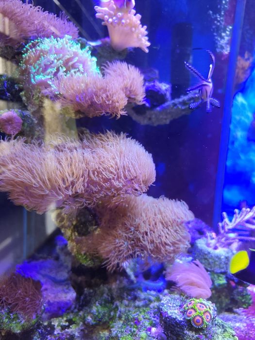 Akwarium morskie sprzedam