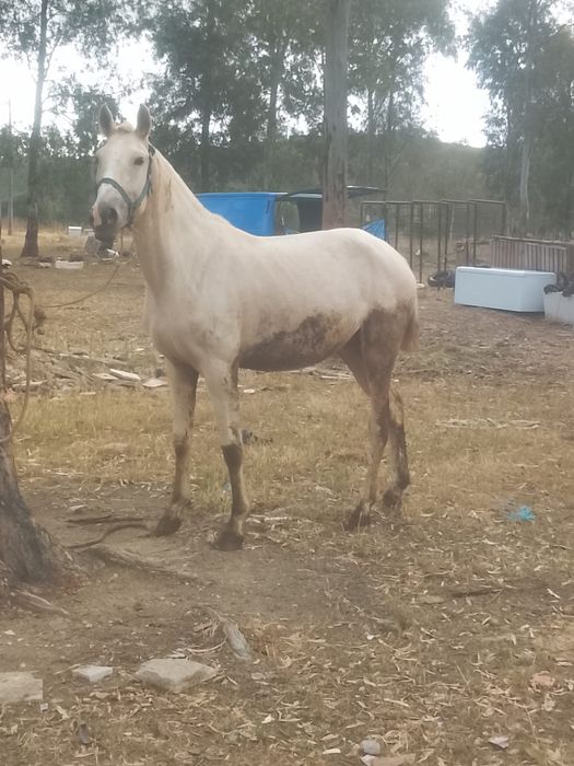 Vendo poldra Palomina