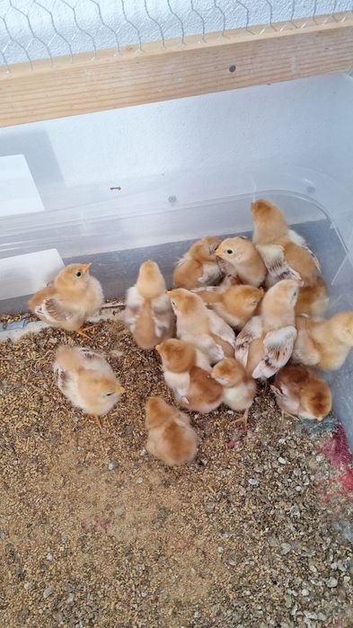 Ovos galados (férteis) Rhode Island Red, o preço é de cada ovo