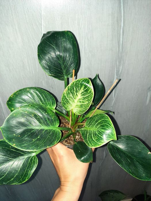 Филодендрон Биркин