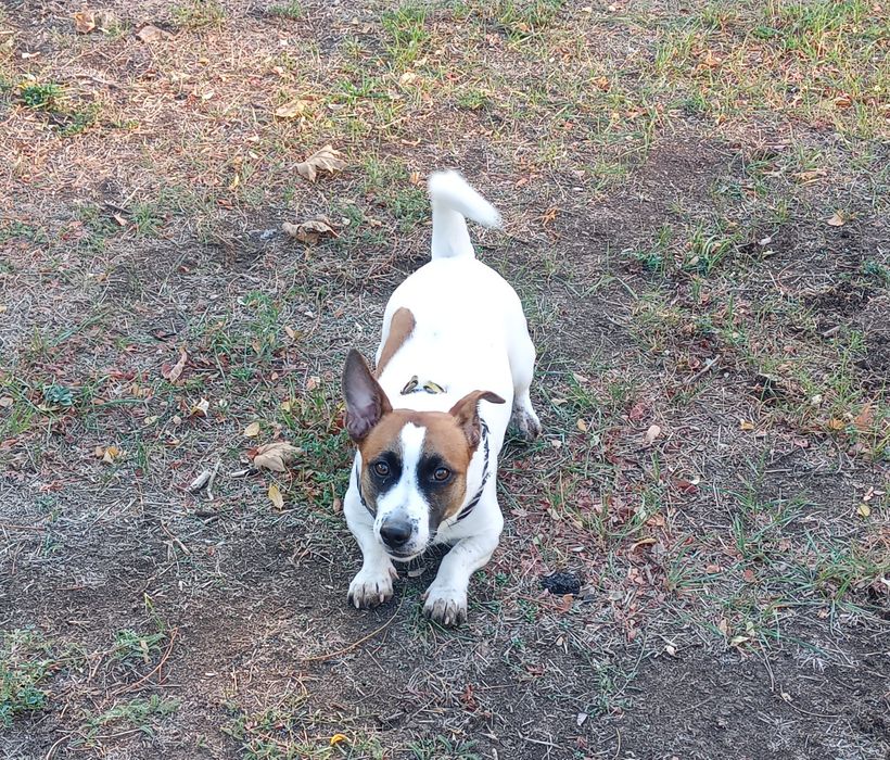 Джек Рассел ищет невесту