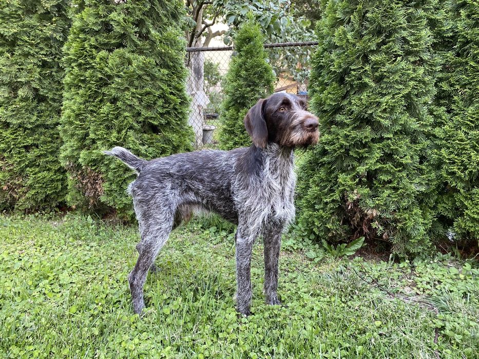 Дратхаар для вязки