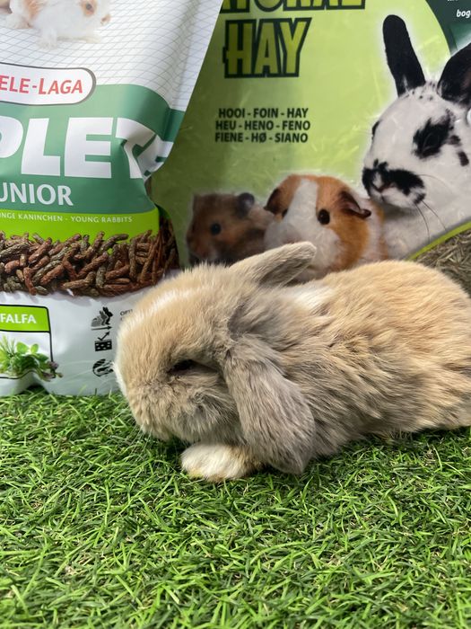 EM LOJA!! Coelhos Anões Angorá e Belier