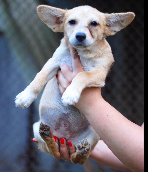 Шукають сім'ю песики з притулку