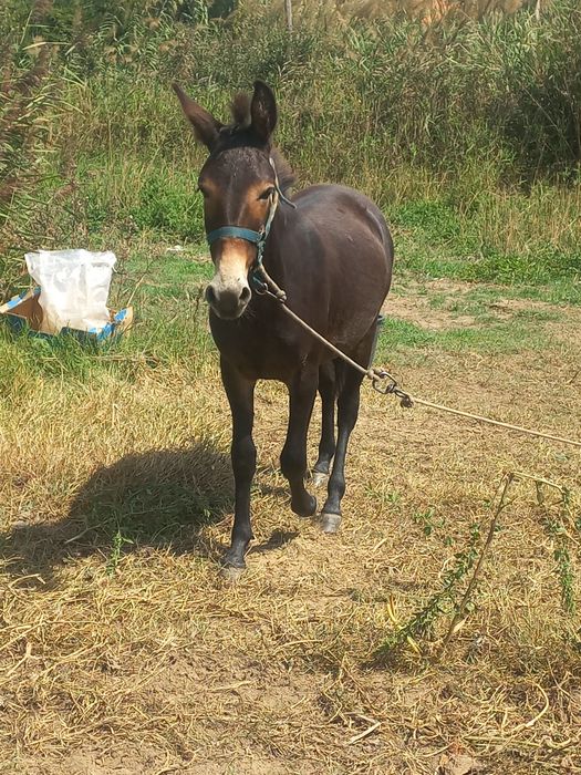 Mula com 20 meses