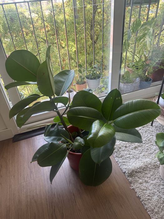Ficus elastica 70 cm