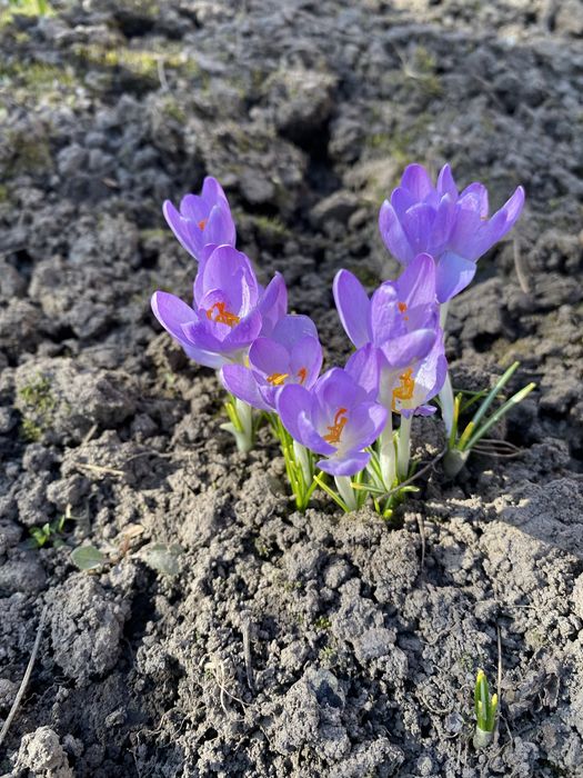 Крокуси , квіти фіолетові, помаранчеві , жовті