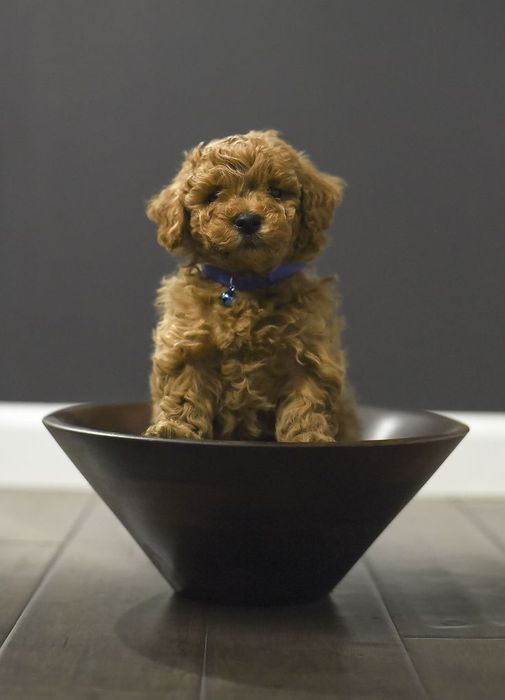 Домашній улюбленець мрії