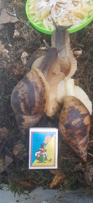 Равлик Ахатина. Великий