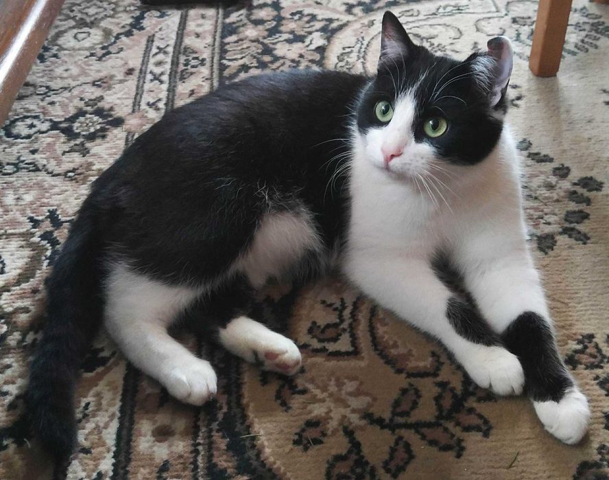 Do adopcji piękne kociaki