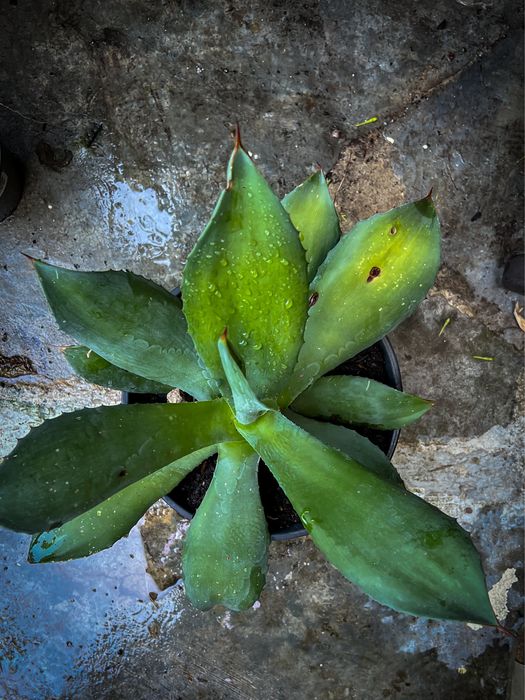 Planta Agave média