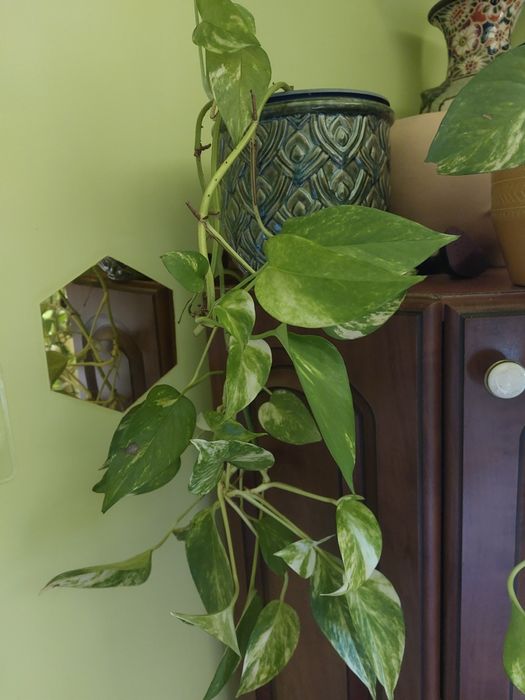 hoja epipremnum snow I marble variegata