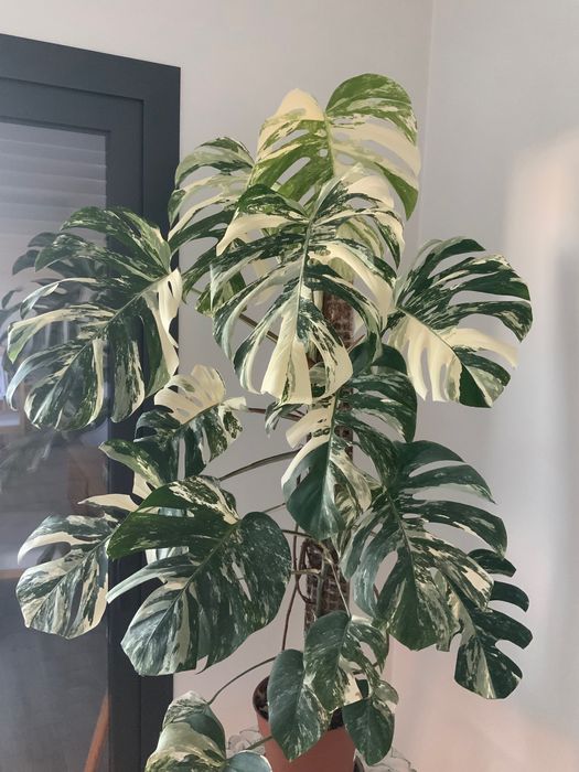 Monstera Variegata Grande. Novas imagens.