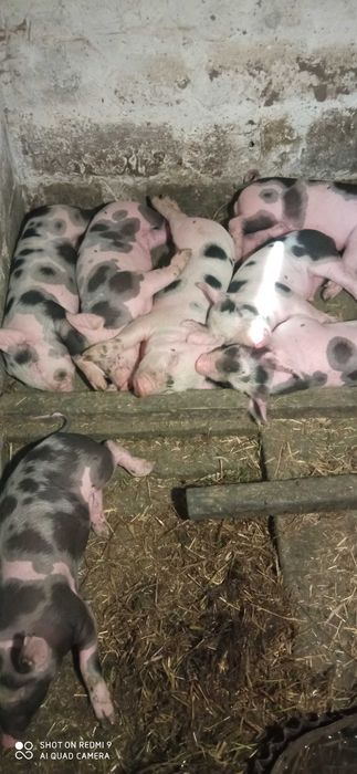 Продам поросята породи французький петрен