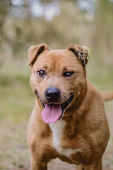 Spokojny pies w typie pitbulla szuka odpowiedzialnego domu