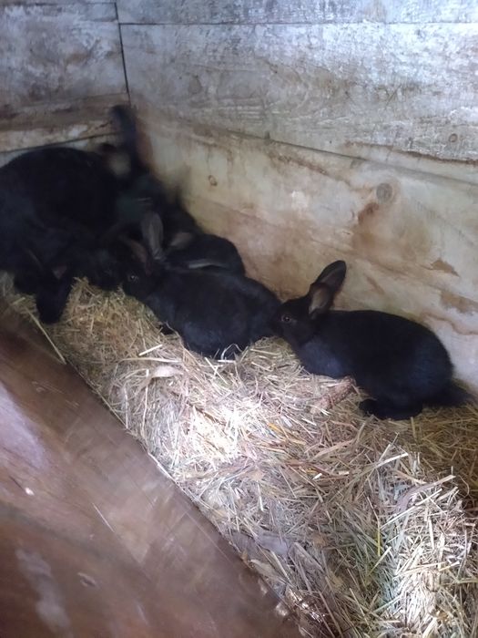 Króliki mieszance młode