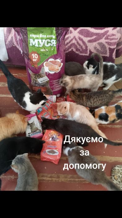 Коти, тварини, безкоштовно