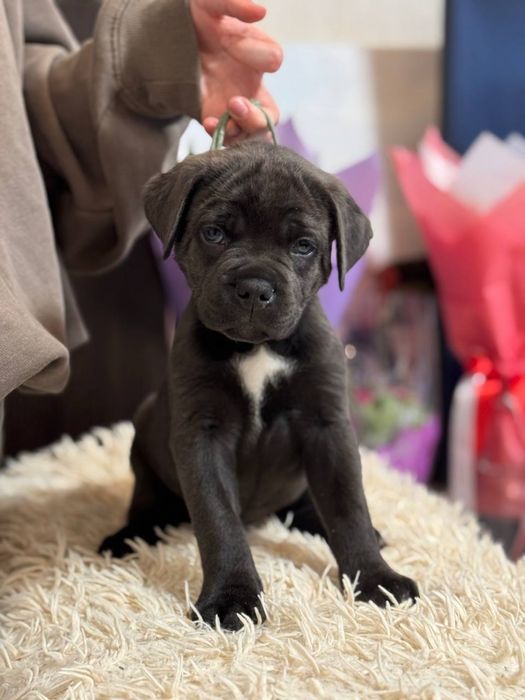 Cane Corso щенки
